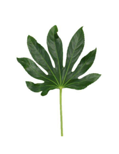 Aralia Standard