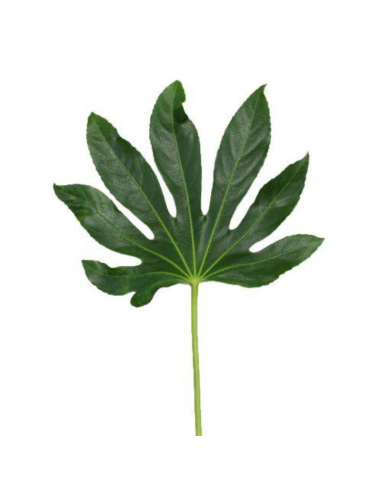 Aralia Standard