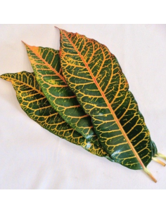Croton Leaves 5 / 10 / 15 / 20 bunches