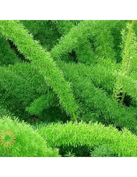 Foxtail Fern | Premium Textural Greenery for Floral Design