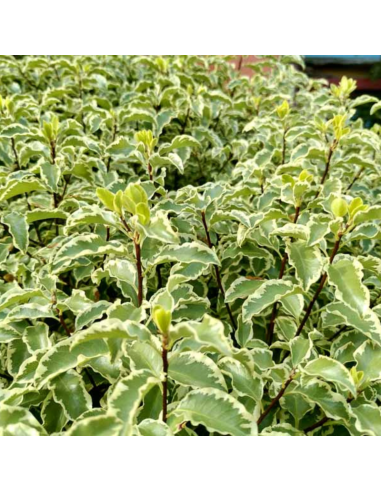 Wholesale Crinkle Pitt | Mini Variegated Italian Pittosporum
