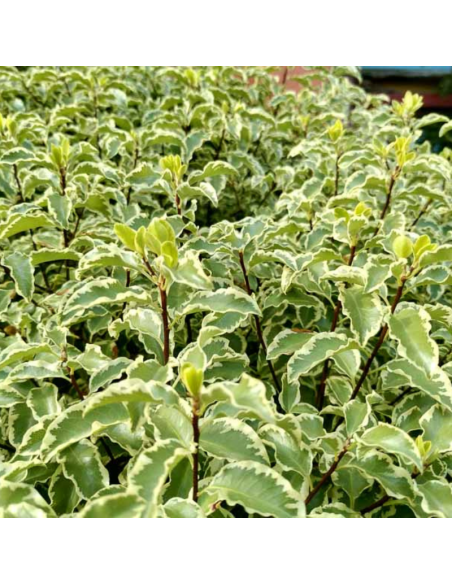 Wholesale Crinkle Pitt | Mini Variegated Italian Pittosporum