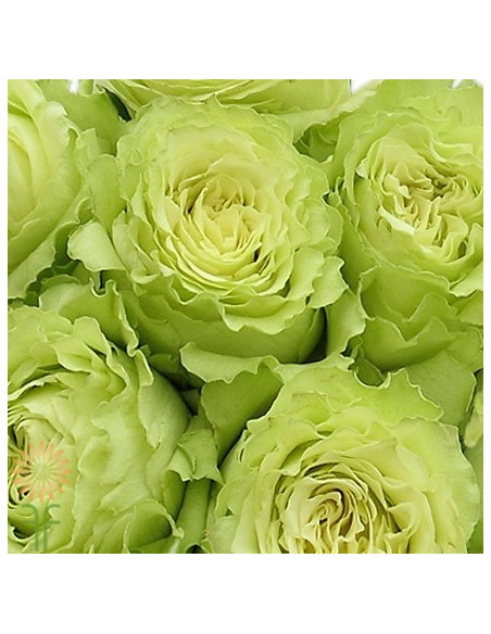 Lemonade Green Rose 125 stems