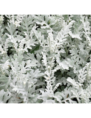 Dusty Miller 5 / 10 / 15 / 20 bunches Dusty Miller 5 / 10 / 15 / 20 bunches