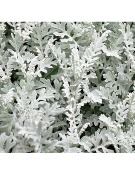 Dusty Miller 5 / 10 / 15 / 20 bunches