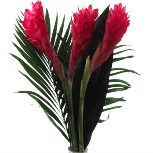 Tropical Bouquets 10 Bunches