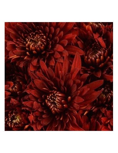 Cushions Assorted 6 / 12 Bunches Cushions Assorted 6 / 12 Bunches