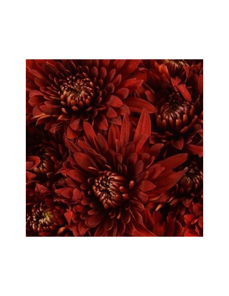 Cushions Assorted 6 / 12 Bunches