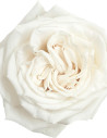 Playa Blanca Roses 100 stems