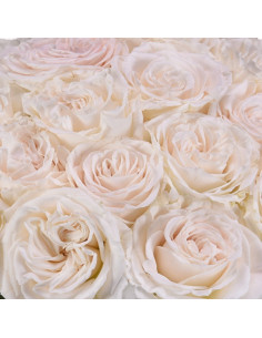 Playa Blanca Roses 50 / 100 / 200 stems 2