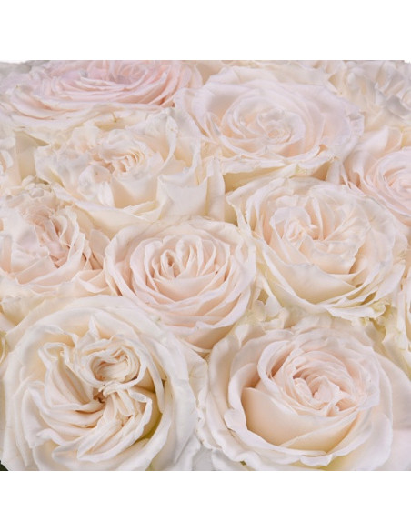 Playa Blanca Roses | Premium White Roses Wholesale & Bulk