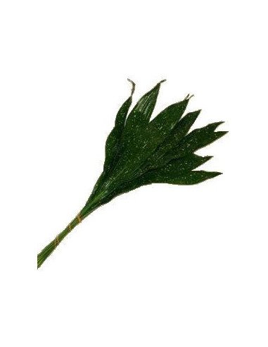 Aspidistra | Premium Tropical Foliage for Weddings & Event Design