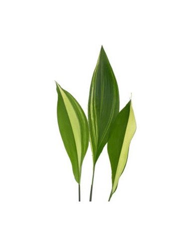 Aspidistra | Premium Tropical Foliage for Weddings & Event Design