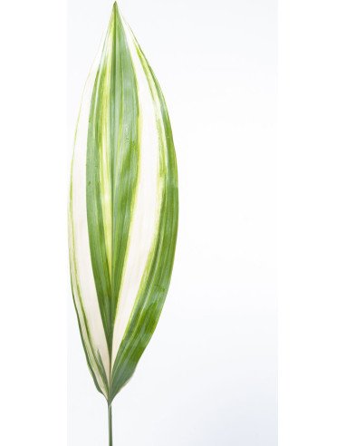 Aspidistra | Premium Tropical Foliage for Weddings & Event Design
