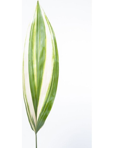 Aspidistra | Premium Tropical Foliage for Weddings & Event Design