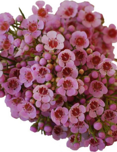Waxflower Hybrid Pink
