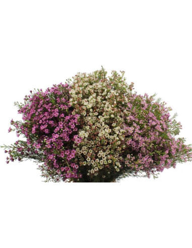 Waxflower Assorted — 10 Bunches | Wholesale & Bulk Fillers