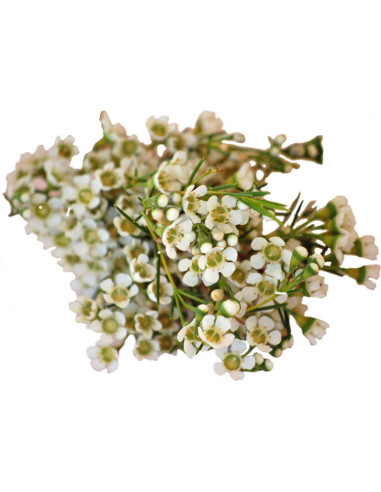 Waxflower Assorted — 10 Bunches | Wholesale & Bulk Fillers