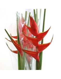 Heliconia Red Upright 20 Stems