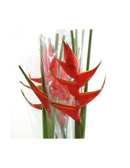 Heliconia Red Upright 20 Stems