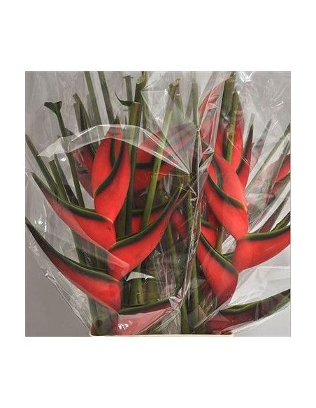 Heliconia Red Upright 20 Stems