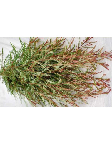 Grevillia Ivanhoe