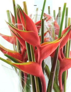 Heliconia Assorted 20 Stems