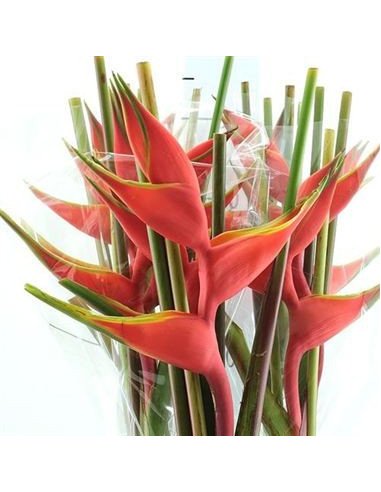 Heliconia Assorted 20 Stems