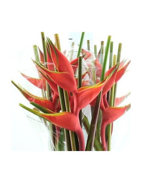 Heliconia Assorted 20 Stems