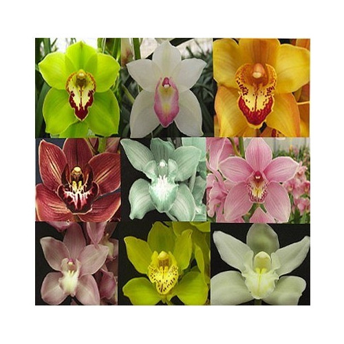 Cymbidium Orchids Assorted
