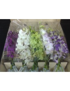 Dendrobium Orchids Assorted 70 Stems