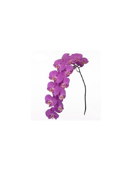 Phalaeonopsis Orchids Assorted 10 Stems