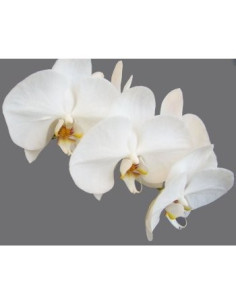 Phalaeonopsis Orchids Assorted 10 Stems