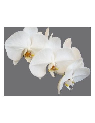 Phalaeonopsis Orchids Assorted 10 Stems