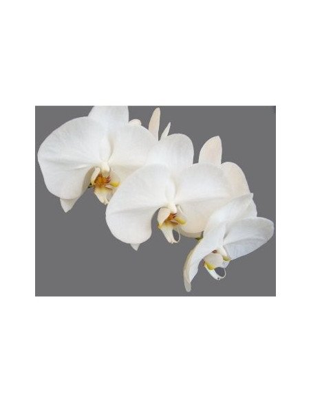 Phalaeonopsis Orchids Assorted 10 Stems