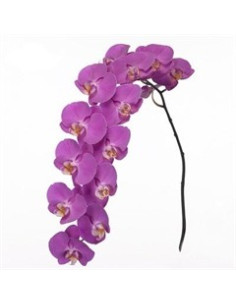 Phalaeonopsis Orchids Assorted 10 Stems