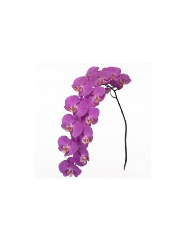 Phalaeonopsis Orchids Assorted 10 Stems