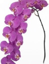 Phalaeonopsis Orchids Assorted 10 Stems