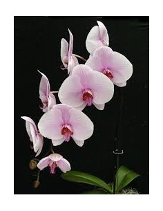 Phalaeonopsis Orchid LIght Pink 10 Stems