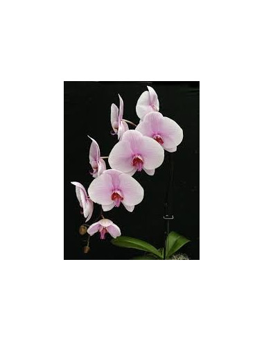Phalaeonopsis Orchid LIght Pink 10 Stems