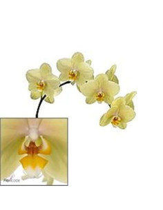 Phalaeonopsis Orchid Yellow 10 Stems