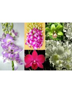 Dendrobium Orchids Assorted 70 Stems 2