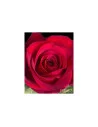 Freedom Roses 100 Stems