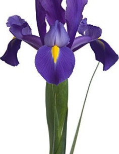 Iris Assorted 6 Bunches