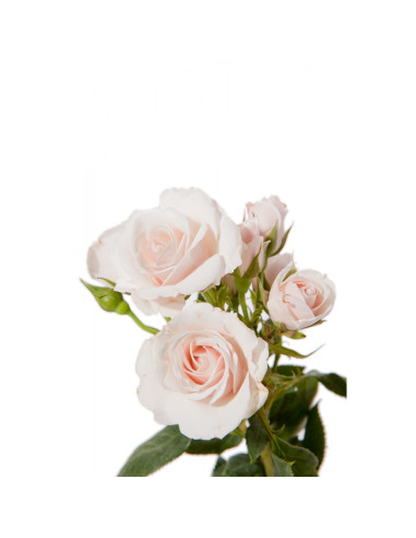 White Spray Roses