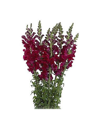 Snapdragons 10 bunches Snapdragons 10 bunches