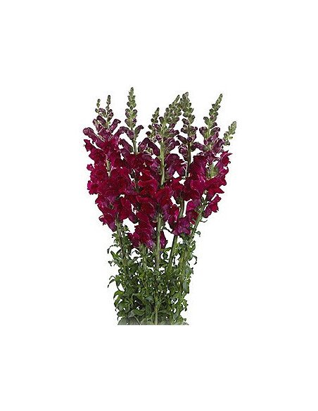 Snapdragons 10 bunches