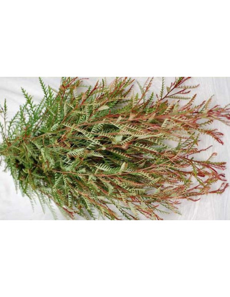 Grevillia Ivanhoe