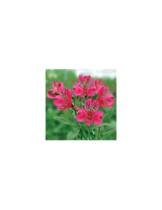 Alstromeria Hot PInk By the Box