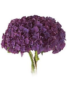 Hydrangea Purple 20 stems 2